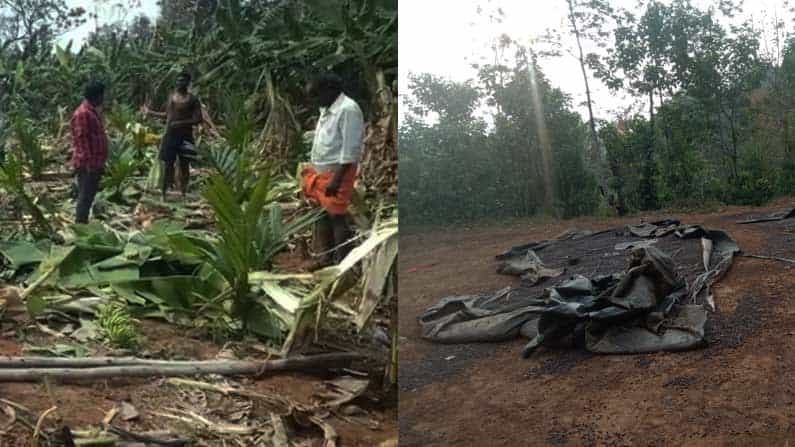 Elephant Attack: ವಿರಾಜಪೇಟೆಯಲ್ಲಿ ಒಣಗಲು ಹಾಕಿದ್ದ 3,000 ಕೆಜಿ ಕಾಫಿ ಬೀಜಗಳ ತಿಂದುತೇಗಿದ ಕಾಡಾನೆ ಹಿಂಡು! Elephant Attack: ವಿರಾಜಪೇಟೆಯಲ್ಲಿ ಒಣಗಲು ಹಾಕಿದ್ದ 3,000 ಕೆಜಿ ಕಾಫಿ ಬೀಜಗಳ ತಿಂದುತೇಗಿದ ಕಾಡಾನೆ ಹಿಂಡು!