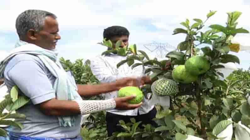 Taiwan Guava Plantation in Kolar ಕುಂಬಳಕಾಯಿ ರೀತಿ ಕಾಣುವ ಈ ಸೀಬೆ ಹಣ್ಣಿನ ತೂಕವೂ ಹೆಚ್ಚು, ಬೆಲೆಯ ತೂಕವೂ ಹೆಚ್ಚು!