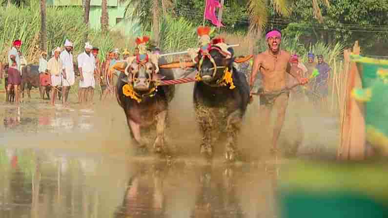 ಕೆಸರುಗದ್ದೆ ಕಂಬಳ: ಹರಕೆಯ ಓಟಕ್ಕೆ ಸಾಕ್ಷಿಯಾಯಿತು ಉಡುಪಿಯ ಕಂಬಳ ಮನೆತನ