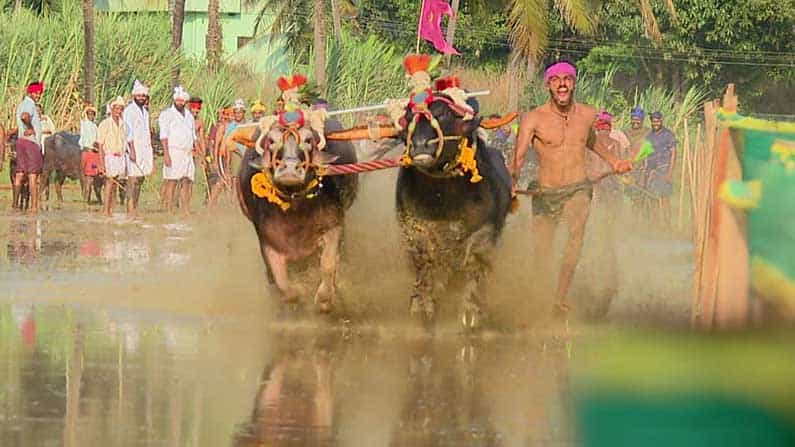 ಕೆಸರುಗದ್ದೆ ಕಂಬಳ: ಹರಕೆಯ ಓಟಕ್ಕೆ ಸಾಕ್ಷಿಯಾಯಿತು ಉಡುಪಿಯ ಕಂಬಳ ಮನೆತನ ಕೆಸರುಗದ್ದೆ ಕಂಬಳ: ಹರಕೆಯ ಓಟಕ್ಕೆ ಸಾಕ್ಷಿಯಾಯಿತು ಉಡುಪಿಯ ಕಂಬಳ ಮನೆತನ