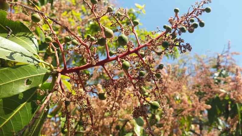 ಮಾವು ಬೆಳೆಗಾರರ ಮೊಗದಲ್ಲಿ ಮಂದಹಾಸ: ಬೀದರ್ ಜಿಲ್ಲೆಯ ಮಾವಿನ ತೋಟದಲ್ಲಿ ಭರಪೂರ ಹೂವು ಮಾವು ಬೆಳೆಗಾರರ ಮೊಗದಲ್ಲಿ ಮಂದಹಾಸ: ಬೀದರ್ ಜಿಲ್ಲೆಯ ಮಾವಿನ ತೋಟದಲ್ಲಿ ಭರಪೂರ ಹೂವು