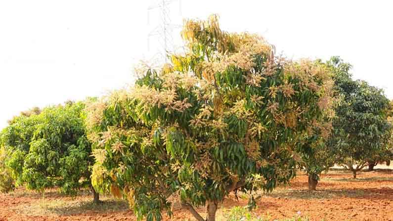 mango yield 3