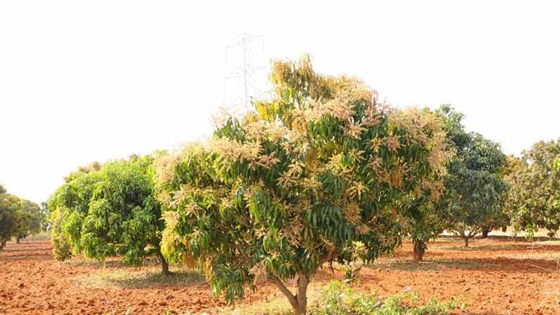 ಮಾವು ಬೆಳೆಗಾರರಲ್ಲಿ ಸಂತಸ: ಕಳೆದ ಬಾರಿಗಿಂತ ಈ ಬಾರಿ ಇಳುವರಿ ಹೆಚ್ಚಾಗುವ ಸಾಧ್ಯತೆ