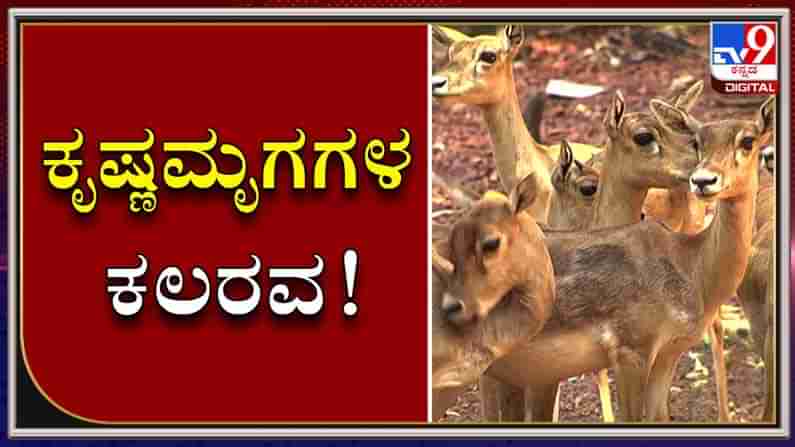 ಮಂಗಳೂರಿನ ಪಿಲಿಕುಳ ಜೈವಿಕ ಉದ್ಯಾನವನದಲ್ಲಿ ಪ್ರವಾಸಿಗರನ್ನ ಕೈ ಬೀಸಿ ಕರೆಯುತ್ತಿವೆ ನೀಳಕೊಂಬಿನ ಕೃಷ್ಣ ಮೃಗಗಳು