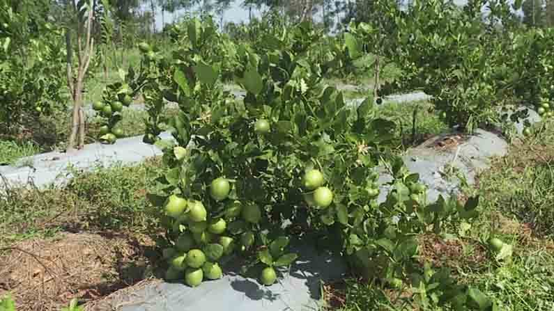 ಮೈಸೂರಲ್ಲೊಬ್ಬ ಮಾದರಿ ರೈತ.. ಸರ್ಕಾರಿ ಉದ್ಯೋಗ ಬಿಟ್ಟು ಕೃಷಿಯಲ್ಲೇ ಸಾಧನೆಗೈದ ಅನ್ನದಾತ ಮೈಸೂರಲ್ಲೊಬ್ಬ ಮಾದರಿ ರೈತ.. ಸರ್ಕಾರಿ ಉದ್ಯೋಗ ಬಿಟ್ಟು ಕೃಷಿಯಲ್ಲೇ ಸಾಧನೆಗೈದ ಅನ್ನದಾತ