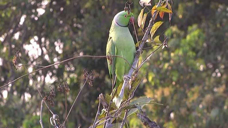 parrot corn 