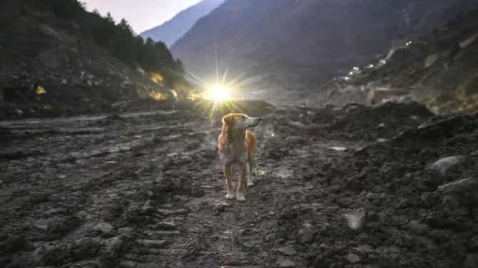 Uttarakhand glacier burst: ದುರಂತದಲ್ಲಿ 3 ಮರಿ ಕಳೆದುಕೊಂಡ ಶ್ವಾನ, 7 ದಿನಗಳಿಂದ ಕಣ್ಣೀರಿಡುತ್ತಾ ಹುಡುಕುತಿದೆ.. Photos