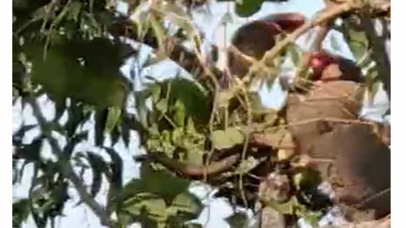 Snake Mongoose fight ಹುಬ್ಬಳ್ಳಿ: ಹಾವು ಮುಂಗುಸಿ ನಡುವೆ ಕಾದಾಟ.. ಹಾವಿನ ಸಾವಿನೊಂದಿಗೆ ಹೋರಾಟ ಅಂತ್ಯ Snake Mongoose fight ಹುಬ್ಬಳ್ಳಿ: ಹಾವು ಮುಂಗುಸಿ ನಡುವೆ ಕಾದಾಟ.. ಹಾವಿನ ಸಾವಿನೊಂದಿಗೆ ಹೋರಾಟ ಅಂತ್ಯ