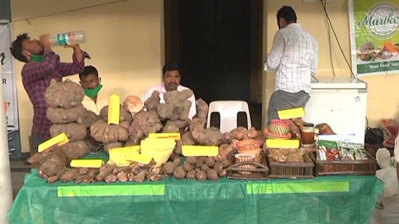 sweet potato fair 