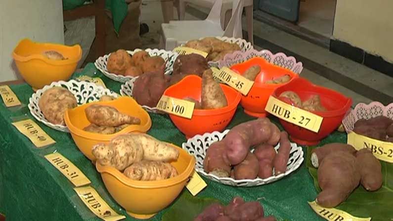 sweet potato fair 