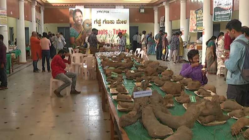 sweet potato fair 