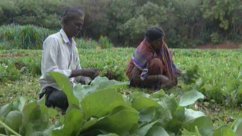 Vegetable cultivation ಸೊಪ್ಪು ತರಕಾರಿ ಬೆಳೆಯಲ್ಲಿಯೇ ಯಶಸ್ಸು ಕಂಡು ಬದುಕು ಹಸನಾಗಿಸಿಕೊಂಡ ಬೀದರ್ ಜಿಲ್ಲೆಯ ರೈತರು