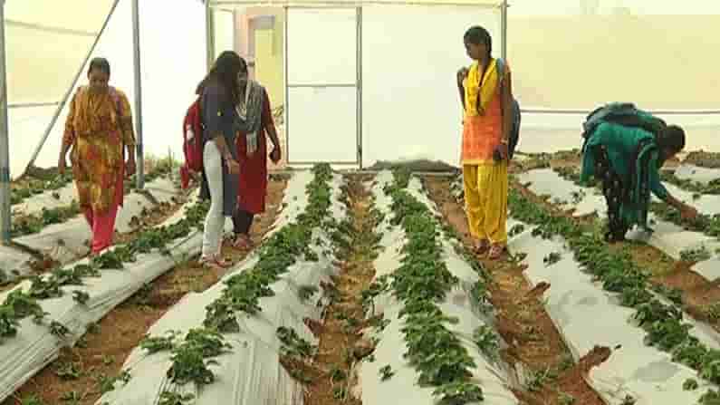 ಬಿಸಿಲ ನಾಡಲ್ಲಿ ಶೀತ ಪ್ರದೇಶದ ‘ಫಲ’! ಸ್ಟ್ರಾಬೆರಿ ಹಣ್ಣನ್ನು ವಿಶ್ವವಿದ್ಯಾಲಯದ ಆವರಣದಲ್ಲಿ ಬೆಳೆದು ಮಾದರಿಯಾದ ವಿಜಯಪುರ ವಿದ್ಯಾರ್ಥಿನಿಯರು