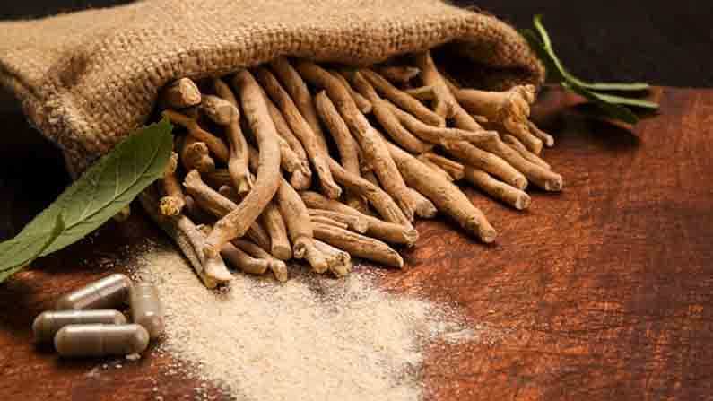 Ashwagandha Benefits: ಮನೆಮದ್ದಾಗಿ ಅಶ್ವಗಂಧ; ಕಾಯಿಲೆಗಳಿಂದ ದೂರವಿರಲು ಹಿತ್ತಲಲ್ಲಿ ಒಂದು ಗಿಡ ನೆಡಲೇಬೇಕು