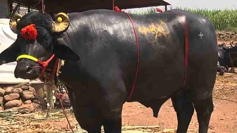 Belagavi Buffalo | 1,500 ಕೆಜಿ ತೂಗುವ ಬೆಳಗಾವಿಯ ಕೋಣ ‘ಕರ್ನಾಟಕ ಕಿಂಗ್’ ಬಿರುದಾಂಕಿತ! ಪಾಲನೆಗಾಗಿ ಪ್ರತಿದಿನ 1,200 ರೂ ಖರ್ಚು ಮಾಡುವ ರೈತ