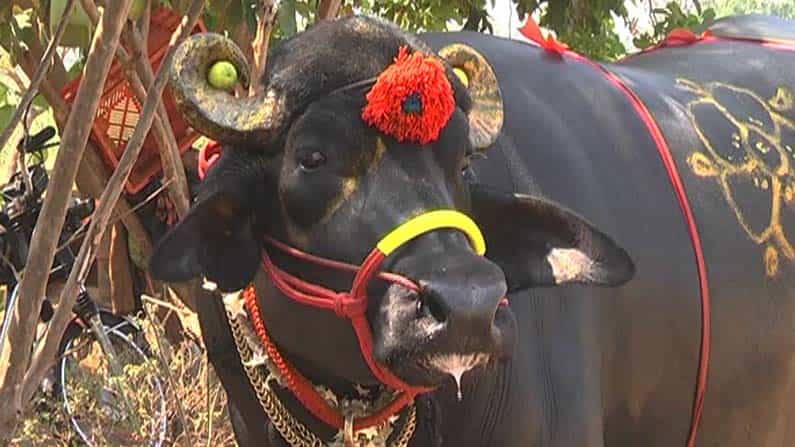 Evening Digest | ಇಂದು ನೀವು ಮಿಸ್ ಮಾಡಿಕೊಳ್ಳದೇ ಗಮನಿಸಬೇಕಾದ 9 ಪ್ರಮುಖ ಸುದ್ದಿ, ಬೆಳವಣಿಗೆಗಳಿವು Evening Digest | ಇಂದು ನೀವು ಮಿಸ್ ಮಾಡಿಕೊಳ್ಳದೇ ಗಮನಿಸಬೇಕಾದ 9 ಪ್ರಮುಖ ಸುದ್ದಿ, ಬೆಳವಣಿಗೆಗಳಿವು