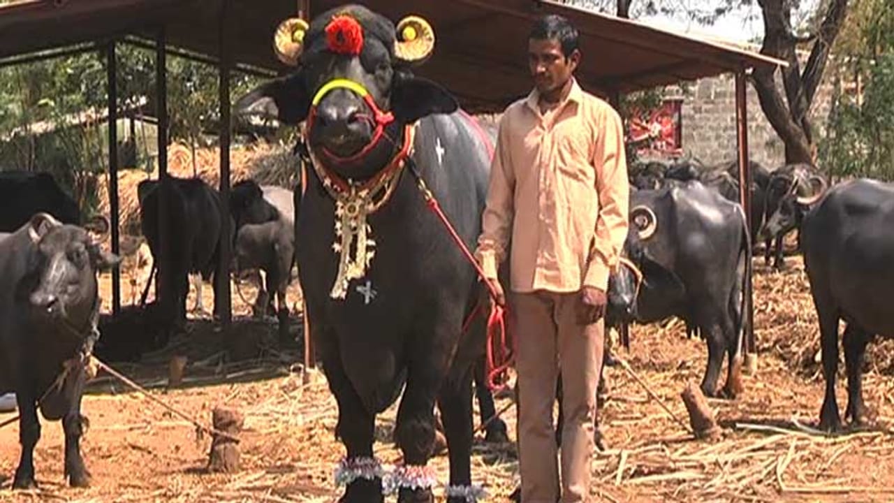 ದಪ್ಪ ಕಾಲುಗಳು, ದೈತ್ಯಾಕಾರದ ದೇಹವನ್ನು ಹೊಂದಿರುವ ಕೋಣದ ಹೆಸರು ಗಜೇಂದ್ರ.