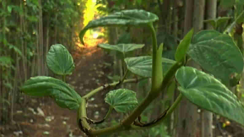 ಬೆಲೆ ಕುಸಿತಕ್ಕೆ ಕಂಗಾಲಾದ ವೀಳ್ಯದೆಲೆ ಬೆಳೆಗಾರರು