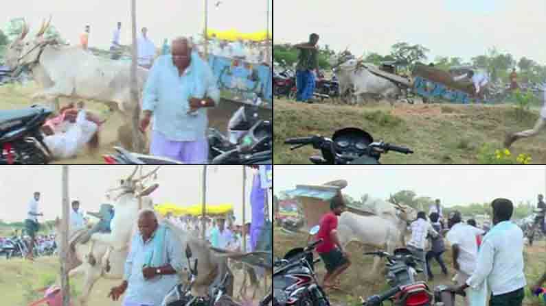 ಜೋಡೆತ್ತಿನ ಗಾಡಿ ಓಟದ ವೇಳೆ ನೋಡನೋಡುತ್ತಿದ್ದಂತೆ ಜನರತ್ತ ನುಗ್ಗಿದ ಬಂಡಿ: ವೃದ್ಧೆ ಸೇರಿ ಐವರಿಗೆ ಗಾಯ