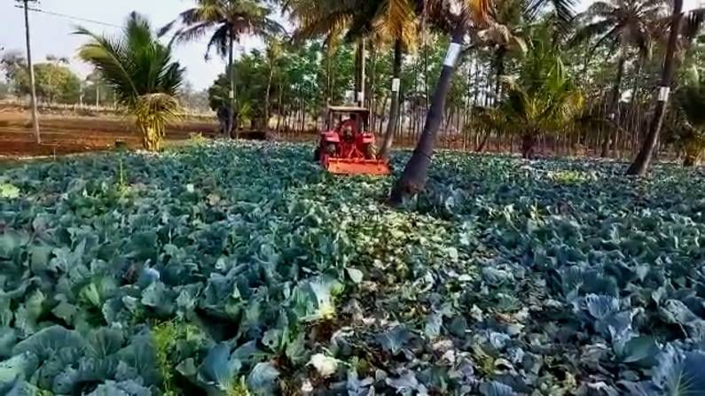 ಬೆಲೆ ಸಿಗದ ಹಿನ್ನೆಲೆ ಟ್ರ್ಯಾಕ್ಟರ್‌ ಮೂಲಕ 2 ಎಕರೆಯಲ್ಲಿ ಬೆಳೆದಿದ್ದ ಎಲೆಕೋಸು ಬೆಳೆ ನಾಶ