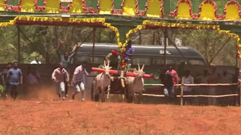 ಮಂಡ್ಯದಲ್ಲಿ ರಾಜ್ಯ ಮಟ್ಟದ ಜೋಡಿ ಹಸುಗಳ ಗಾಡಿ ಓಟದ ಸ್ಪರ್ಧೆ: ಭಾಗವಹಿಸಿದವು 80 ಜೋಡಿ ಹಸುಗಳು