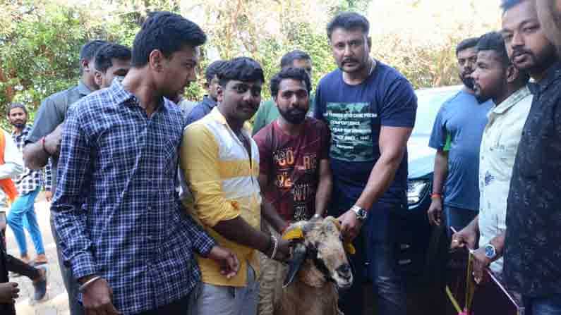 ‘ಯಜಮಾನ’ನಿಗೆ ಅಭಿಮಾನಿಯಿಂದ ವಿಶೇಷ ಉಡುಗೊರೆ: ಪ್ರಾಣಿಪ್ರಿಯ D ಬಾಸ್ಗೆ ಟಗರು ಗಿಫ್ಟ್ ಮಾಡಿದ ಫ್ಯಾನ್!