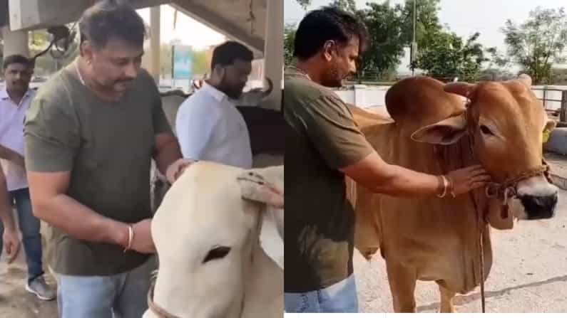 ಮಂತ್ರಾಲಯದ ಗೋಶಾಲೆಯಲ್ಲಿ ಕಾಲ ಕಳೆದ ಡಿ ಬಾಸ್ ದರ್ಶನ್! ವಿಡಿಯೋ ವೈರಲ್