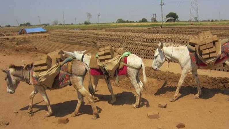 ಕಾಮೋತ್ತೇಜಕವಂತೆ ಕತ್ತೆ ಮಾಂಸ; ಜೀವ ಉಳಿಸಿಕೊಳ್ಳುವುದೇ ಕಷ್ಟವಾಗಿಬಿಟ್ಟಿದೆ ಈಗ ಈ ಮೂಕಪ್ರಾಣಿಗೆ