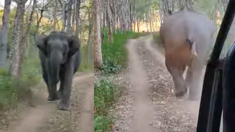 Elephant Human Conflict: ಆನೆ- ಮಾನವ ಸಂಘರ್ಷ ತಡೆಗೆ ವಿನೂತನ ತಂತ್ರ; ಗಳಿಕೆ-ನಿಯಂತ್ರಣ ಎರಡೂ ಒಟ್ಟೊಟ್ಟಿಗೆ