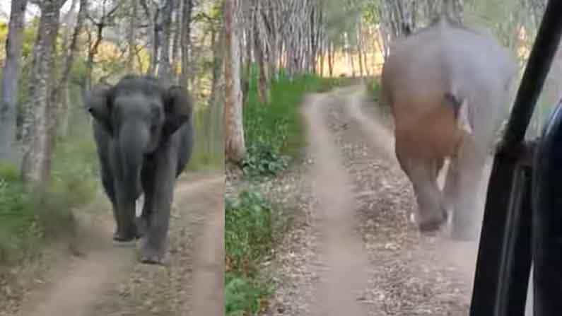 Elephant Human Conflict: ಆನೆ- ಮಾನವ ಸಂಘರ್ಷ ತಡೆಗೆ ವಿನೂತನ ತಂತ್ರ; ಗಳಿಕೆ-ನಿಯಂತ್ರಣ ಎರಡೂ ಒಟ್ಟೊಟ್ಟಿಗೆ Elephant Human Conflict: ಆನೆ- ಮಾನವ ಸಂಘರ್ಷ ತಡೆಗೆ ವಿನೂತನ ತಂತ್ರ; ಗಳಿಕೆ-ನಿಯಂತ್ರಣ ಎರಡೂ ಒಟ್ಟೊಟ್ಟಿಗೆ