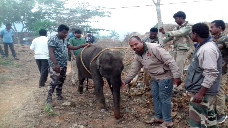 ಹೆಚ್.ಡಿ. ಕೋಟೆ ಬಳಿ ಕಾಡಿನಿಂದ ನಾಡಿಗೆ ಬಂದು ಕಂದಕಕ್ಕೆ ಬಿದ್ದಿದ್ದ ಕಾಡಾನೆ ಮರಿ ರಕ್ಷಣೆ