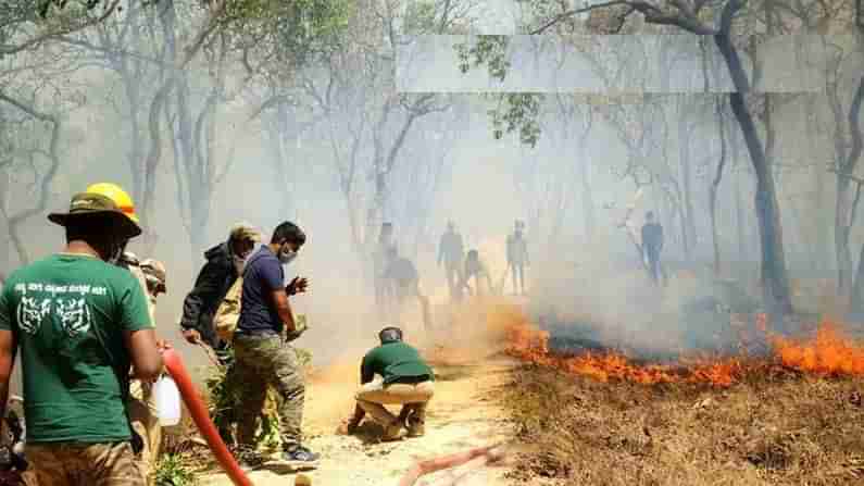 International Day of Forest 2021: ವಿಶ್ವ ಅರಣ್ಯ ದಿನ: ‘ತೆರೆದ ಖಜಾನೆ’ ಕಾಪಾಡುವ ಹೊಣೆ ಹೊತ್ತವರ ಮನದ ಮಾತು