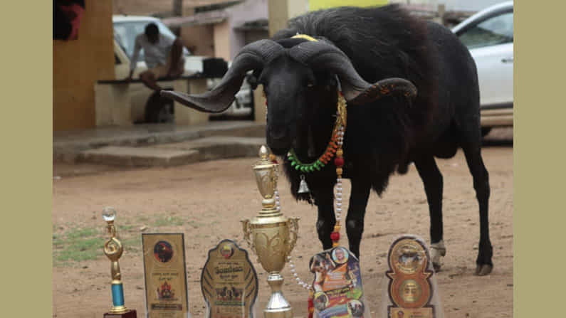 ಹಾವೇರಿ: ಗೆಳೆಯನ ಹೆಸರಿನ ಟಗರಿಗೆ ಶಾಸ್ತ್ರೋಕ್ತ ಅಂತ್ಯಕ್ರಿಯೆ