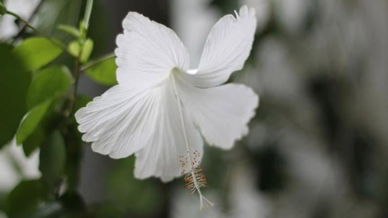 Hibiscus flower