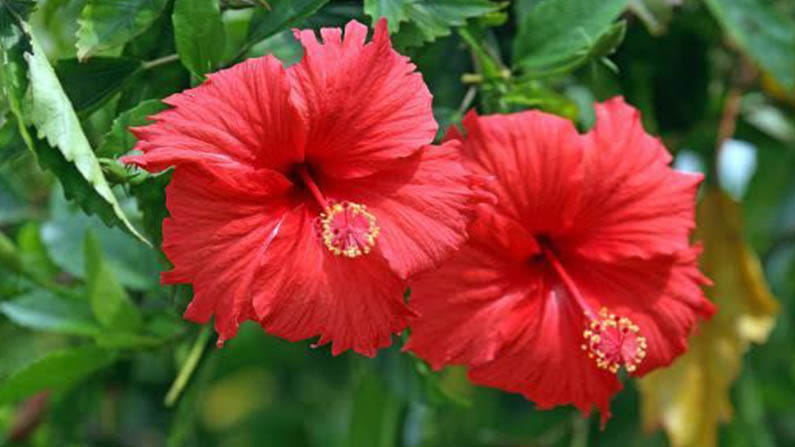 Hibiscus flower