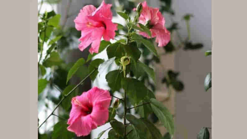 ದಾಸವಾಳದ ಔಷಧೀಯ ಗುಣಗಳ ಬಗ್ಗೆ ನಿಮಗೆಷ್ಟು ಗೊತ್ತು?