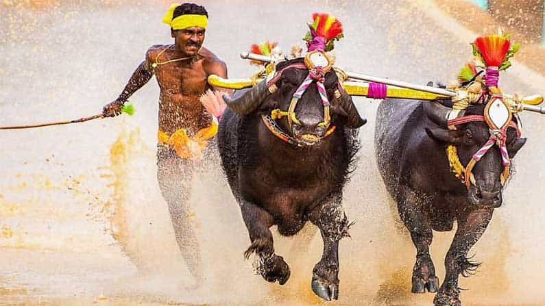ಕಂಬಳದಲ್ಲಿ ತನ್ನದೇ ದಾಖಲೆ ಮುರಿದು ಓಡಿದ ಮಿಜಾರು ಶ್ರೀನಿವಾಸ ಗೌಡ ಕಂಬಳದಲ್ಲಿ ತನ್ನದೇ ದಾಖಲೆ ಮುರಿದು ಓಡಿದ ಮಿಜಾರು ಶ್ರೀನಿವಾಸ ಗೌಡ