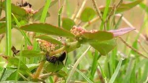 Malenadu Ibbani Nature 