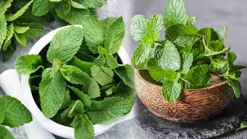 Benefits of Mint Leaves: ಸುವಾಸನೆಯುಕ್ತ ಮೂಲಿಕೆ ಪುದೀನಾದಿಂದ ಇರುವ ವೈದ್ಯಕೀಯ ಉಪಯೋಗಗಳು ಒಂದೆರಡಲ್ಲ..!