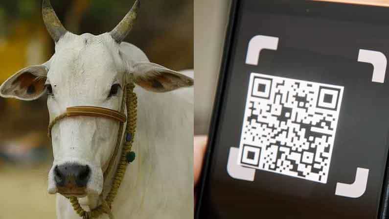 ಆನ್ಲೈನ್ ವಹಿವಾಟು ಸಹವಾಸ ಎಚ್ಚರ !- ಹಸು ಮಾರಲು ಹೋಗಿ 1 ಲಕ್ಷ ರೂಪಾಯಿ ಕಳೆದುಕೊಂಡ ಯುವಕ ಆನ್ಲೈನ್ ವಹಿವಾಟು ಸಹವಾಸ ಎಚ್ಚರ !- ಹಸು ಮಾರಲು ಹೋಗಿ 1 ಲಕ್ಷ ರೂಪಾಯಿ ಕಳೆದುಕೊಂಡ ಯುವಕ