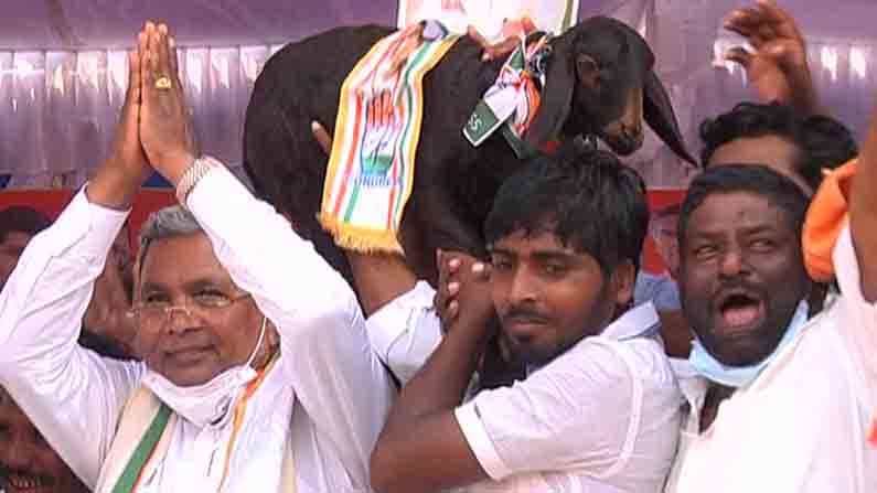 ‘ಟಗರು’ಗೆ ಮೇಕೆ ಗಿಫ್ಟ್ ಕೊಟ್ಟು ಕೇಕೆ ಹಾಕಿದ ಅಭಿಮಾನಿಗಳು; ಮೇಕೆಯನ್ನು ಕಾಂಗ್ರೆಸ್ಗೆ ಬರಮಾಡಿಕೊಂಡ ಡಿಕೆಶಿ! ‘ಟಗರು’ಗೆ ಮೇಕೆ ಗಿಫ್ಟ್ ಕೊಟ್ಟು ಕೇಕೆ ಹಾಕಿದ ಅಭಿಮಾನಿಗಳು; ಮೇಕೆಯನ್ನು ಕಾಂಗ್ರೆಸ್ಗೆ ಬರಮಾಡಿಕೊಂಡ ಡಿಕೆಶಿ!