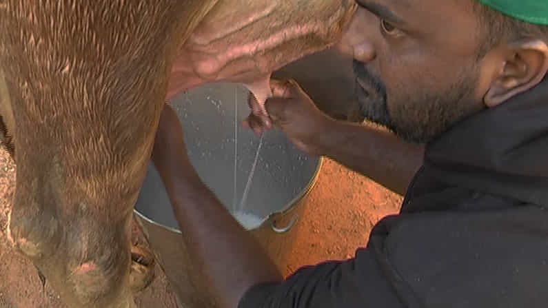 ಹಸುಗಳ ಹಾಲು ಕರೆಯುವ ಸ್ಪರ್ಧೆ: ನಾ ಮುಂದು ತಾ ಮುಂದು ಎಂದು ಬಂದ ಪಶುಪಾಲಕರು ಹಸುಗಳ ಹಾಲು ಕರೆಯುವ ಸ್ಪರ್ಧೆ: ನಾ ಮುಂದು ತಾ ಮುಂದು ಎಂದು ಬಂದ ಪಶುಪಾಲಕರು