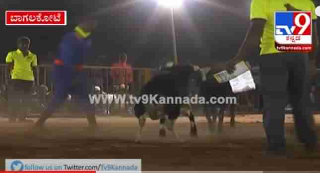 ಡಿಚ್ಚಿಗೆ ಡಿಚ್ಚಿ ಹೊಡೆದ ಮದವೇರಿದ ಮೈಲಾರಿಗಳು; ಶಿಳ್ಳೆ, ಕೇಕೆ ಹಾಕಿ ಸಂಭ್ರಮಿಸಿದ ಜನರು..