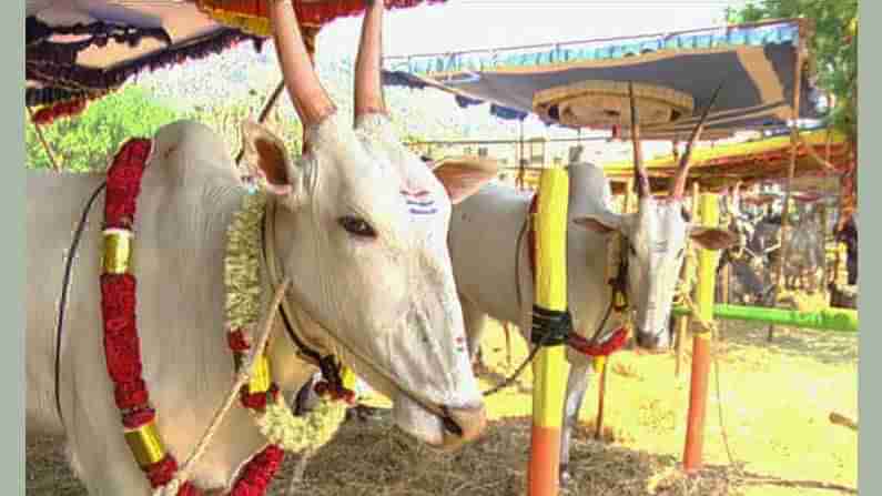 ತುಮಕೂರಿನಲ್ಲಿ ದನಗಳ ಜಾತ್ರೆ: ಕರ್ನಾಟಕದ ಮೂಲೆ ಮೂಲೆಗಳಿಂದ ರೈತರ ಆಗಮನ