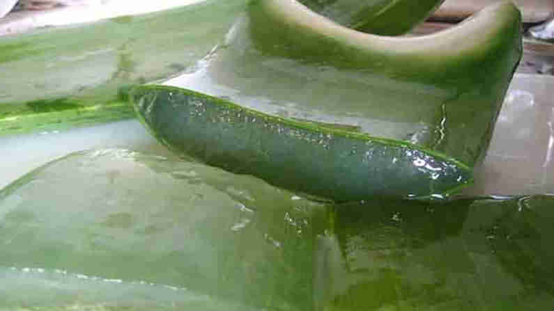 Aloe Vera Benefits: ಕೂದಲು ಮತ್ತು ಚರ್ಮದ ಆರೈಕೆಗೆ ಅಲೋವೆರಾ; ಬಳಸುವ ಕ್ರಮ ಹೇಗೆ ಗೊತ್ತಾ?