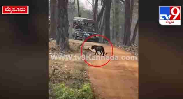 Nagarhole National Park: ಕರಿ ಚಿರತೆ ಮರವೇರುವ ಅಪರೂಪದ ದೃಶ್ಯ ನಾಗರಹೊಳೆ ಕಬಿನಿಯಲ್ಲಿ ಕ್ಯಾಮೆರಾದಲ್ಲಿ ಸೆರೆ..