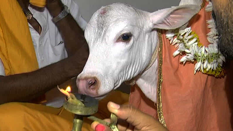ಹಾವೇರಿ ಮಠದಲ್ಲಿ ಕರುವಿಗೆ ಪಟ್ಟಾಧಿಕಾರ ನಿಡುವುದಕ್ಕೆ ನಿರ್ಧಾರ.. ಇದರ ಕಥೆ ಗೊತ್ತೇ? ಹಾವೇರಿ ಮಠದಲ್ಲಿ ಕರುವಿಗೆ ಪಟ್ಟಾಧಿಕಾರ ನಿಡುವುದಕ್ಕೆ ನಿರ್ಧಾರ.. ಇದರ ಕಥೆ ಗೊತ್ತೇ?