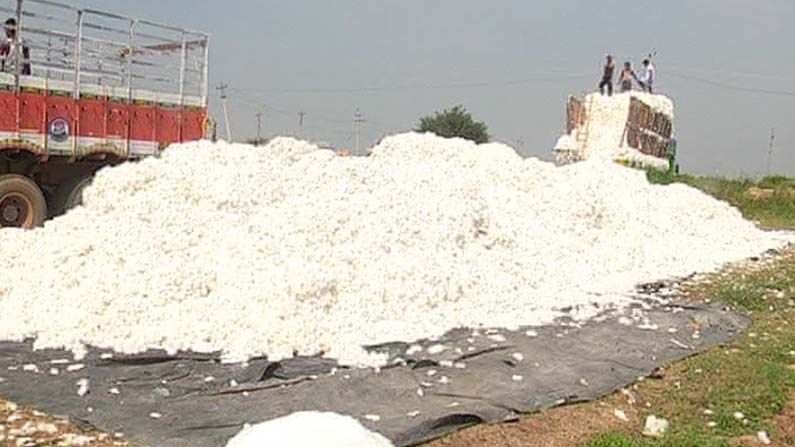 cotton market 