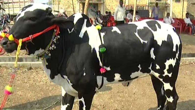 ಬೀದರ್ ಜಿಲ್ಲೆಯ ಅಮರೇಶ್ವರ ಜಾತ್ರೆಯಲ್ಲಿ ಗಮನ ಸೆಳೆದ ಪಶು ಪ್ರದರ್ಶನ ಬೀದರ್ ಜಿಲ್ಲೆಯ ಅಮರೇಶ್ವರ ಜಾತ್ರೆಯಲ್ಲಿ ಗಮನ ಸೆಳೆದ ಪಶು ಪ್ರದರ್ಶನ