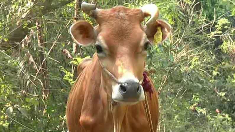 ಕೊಡಗು: ಹುಲಿ ಸೆರೆಗೆ ಹಸು ಕಟ್ಟಿದ ಅರಣ್ಯ ಸಿಬ್ಬಂದಿ; ಅಮಾನವೀಯ ಕ್ರಮಕ್ಕೆ ಗ್ರಾಮಸ್ಥರ ಆಕ್ರೋಶ ಕೊಡಗು: ಹುಲಿ ಸೆರೆಗೆ ಹಸು ಕಟ್ಟಿದ ಅರಣ್ಯ ಸಿಬ್ಬಂದಿ; ಅಮಾನವೀಯ ಕ್ರಮಕ್ಕೆ ಗ್ರಾಮಸ್ಥರ ಆಕ್ರೋಶ